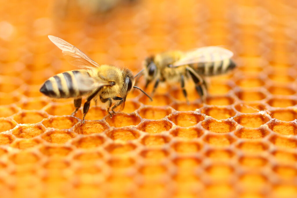 Two bees on a honeycomb