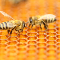 Two bees on a honeycomb