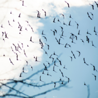 Migrating birds