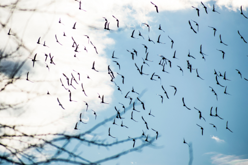 Migrating birds